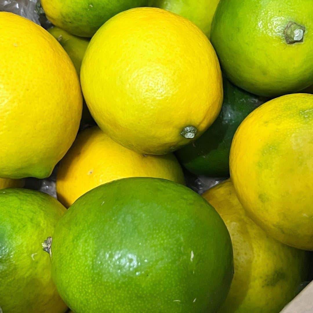 本田みずほのインスタグラム：「富樫から今年もレモンが届きました🍋 開けた瞬間めちゃくちゃフレッシュないい香り🍋 今年もレモンジャムとレモンパスタいっぱい作ろう🍋 早速レモネードでいただきます🍋 富樫ありがとう🍋 幸せだ❤️ . #朝どれレモン」