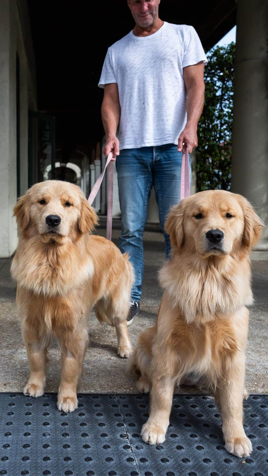 The Dogistのインスタグラム：「Honey & Chloe, Golden Retrievers (1 y/o), Cocoanut & Worth Ave., Palm Beach, FL • “They turned one yesterday – they’re sisters. They’re best friends. They swim every day, they play every day. Chloe’s the boss of the land, Honey’s the boss of the water. They each have their own little thing.”」