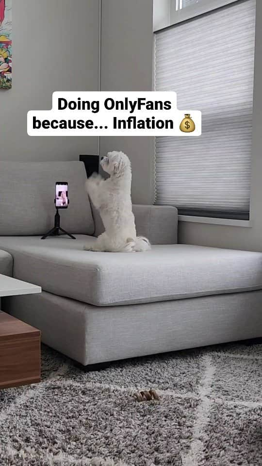 Toby LittleDudeのインスタグラム：「Everything is so expensive 😩  #onlypaws #theothemaltese #smartdog」