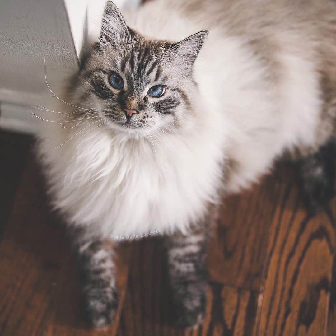 Holly Sissonのインスタグラム：「How’s everyone’s Saturday going? Did you do any Black Friday shopping? Charlie is showing off his weekend plans, just chillin’ ❤️😹 (📷 @hollysisson) #Siberiancat #cat #siberianlynxpoint #CanadasNextTopCat」