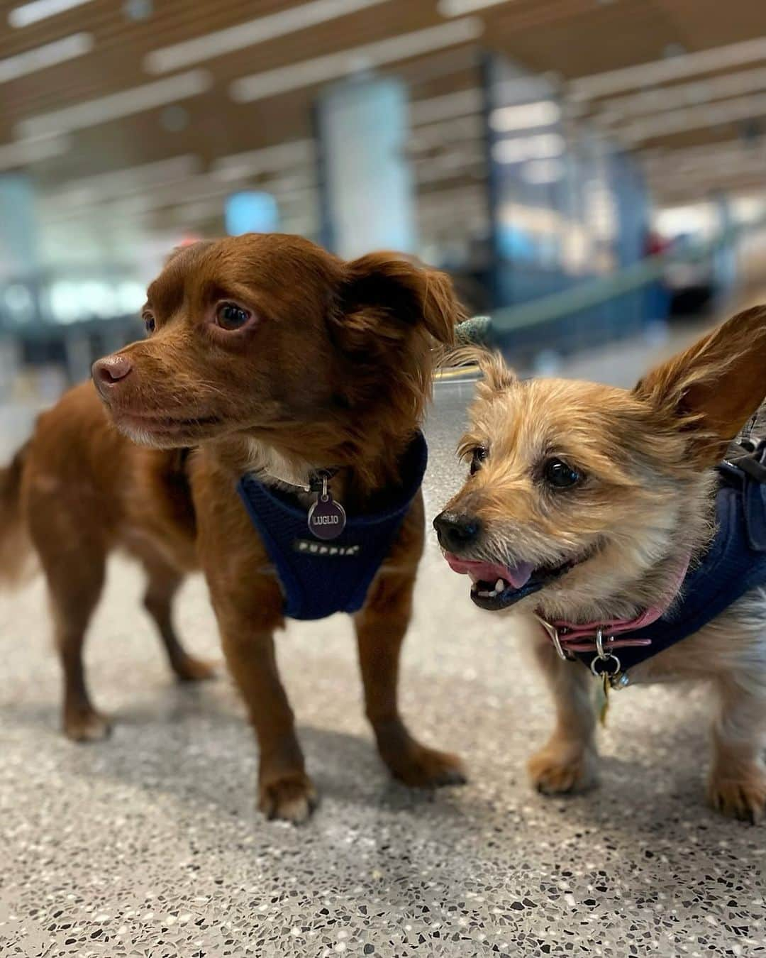 ウィル・サッソさんのインスタグラム写真 - (ウィル・サッソInstagram)「Very airport friends.」11月26日 5時27分 - willsasso