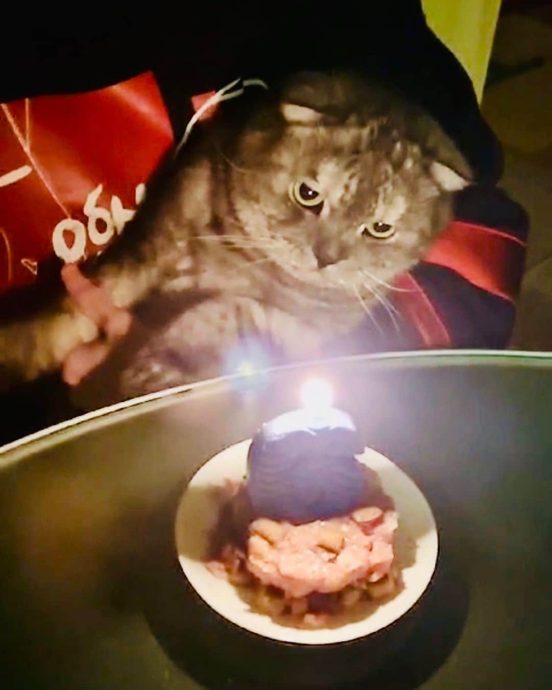 エレーナ・ベレズナヤのインスタグラム：「С ДР мистер Мяучик!🥳🎊🎉😎」