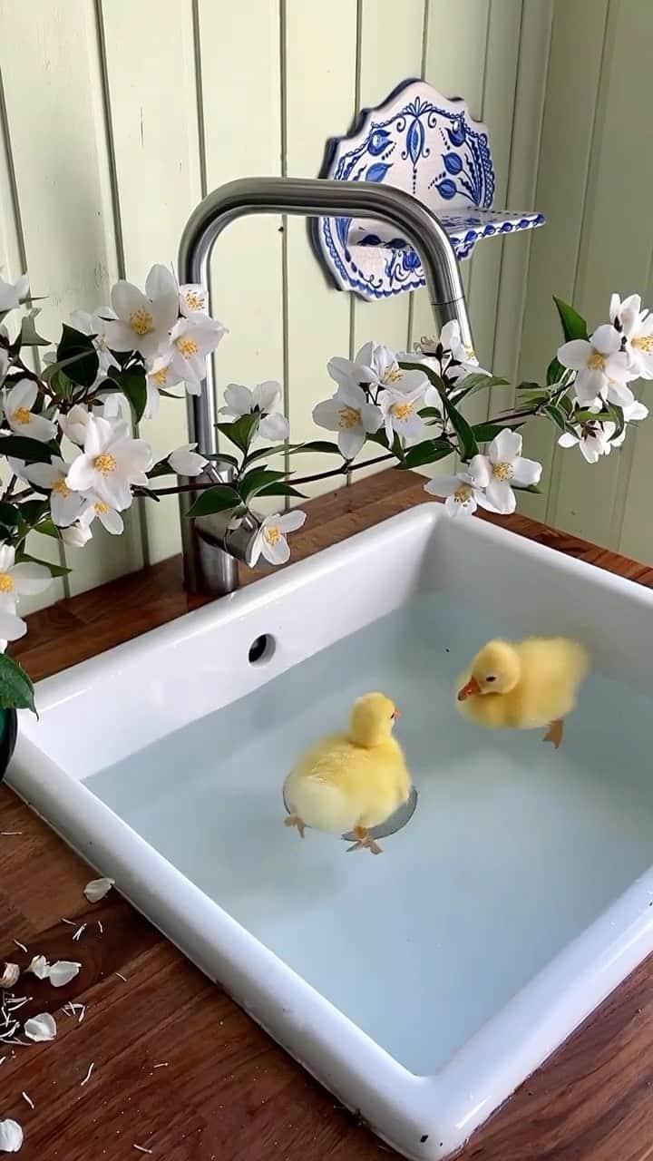 Baby Animalsのインスタグラム：「How adorable are they in their little bath! 😍  Video credit: @vikasminova_hair  #ducklings #babyducks #duck #ducks #cuteducks #cuteduck #cuteducklings #cuteanimals #animals #animallover #animallovers」