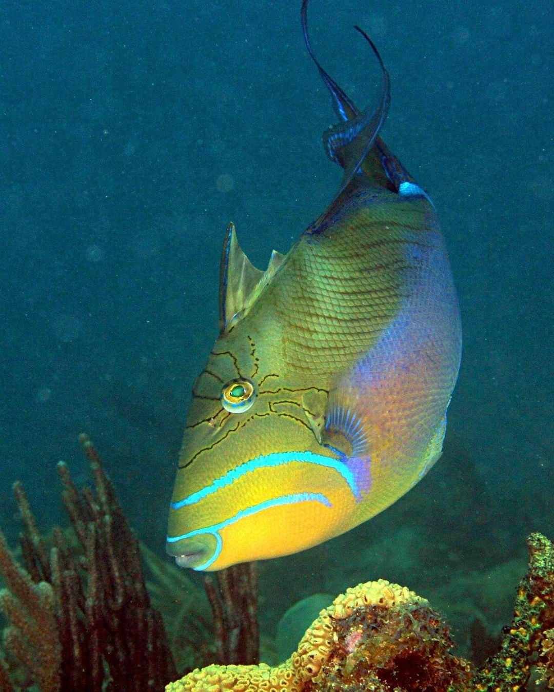 アメリカ自然史博物館のインスタグラム：「How does the queen triggerfish (Balistes vetula) protect itself from predators? When being pursued, this fish will seek shelter in a crevice and clinch its dorsal fin tightly against the walls. By locking its fins into such a position, it makes it hard for the foe to drag it out. The same defense also makes it difficult for a predator to swallow it! The queen triggerfish lives around coral reefs along the eastern and western Atlantic Ocean.  Photo: Kevin Bryant, CC BY-NC-SA 2.0, flickr #wildlife #nature #amazingnature #biodiversity #didyouknow #animalfacts」