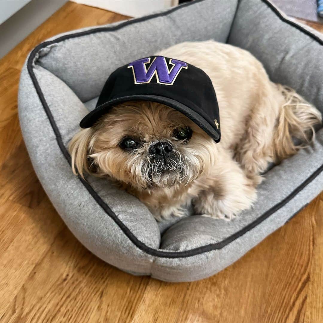 Dougie the Shih Tzuのインスタグラム