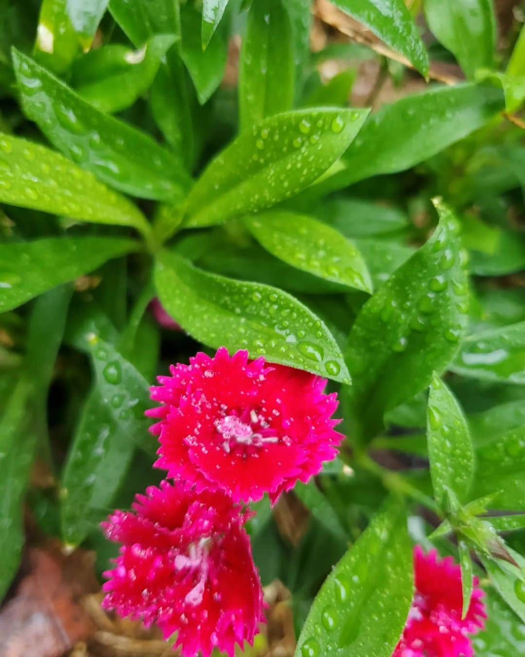 植松晃士さんのインスタグラム写真 - (植松晃士Instagram)「雨＆寒　❤️🤭」11月26日 12時12分 - kojiuematsu