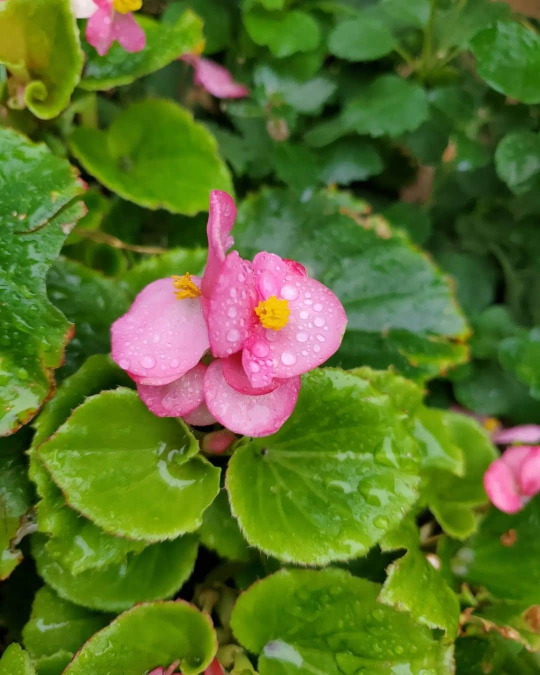 植松晃士さんのインスタグラム写真 - (植松晃士Instagram)「雨＆寒　❤️🤭」11月26日 12時12分 - kojiuematsu