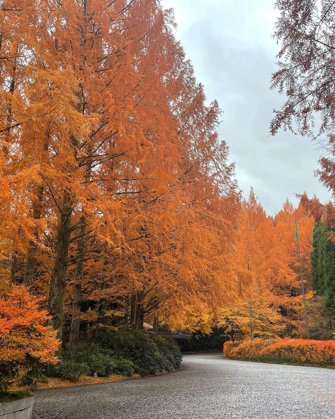 森田理香子さんのインスタグラム写真 - (森田理香子Instagram)「． ． 紅葉🍁が綺麗。癒されました。 人まで真っ赤に写りそうな赤🟥✨ ここのゴルフ場の紅葉はNo.1ですねー♪ 四季を感じられる日本は素晴らしいなって思いましたー  #四季#秋#紅葉#紅葉#ゴルフ場#サイプレス #兵庫県#京都#丹波#綺麗#癒し #yummyrose#ゴルフウェア#かっこいい#可愛い #オシャレ#モノトーン#ストレッチ#nike#smith #prgr#rs」11月26日 12時05分 - 1_rikako