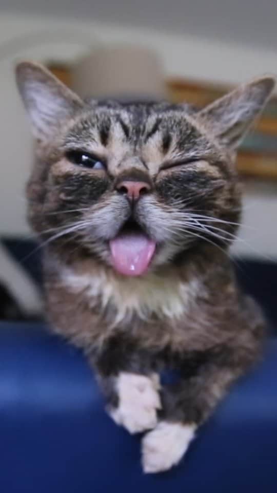Lil BUBのインスタグラム：「Here's a compilation of some of BUB's greatest purrs.  #lilbub #goodjobub #bubsounds #cats #catsofinstagram」