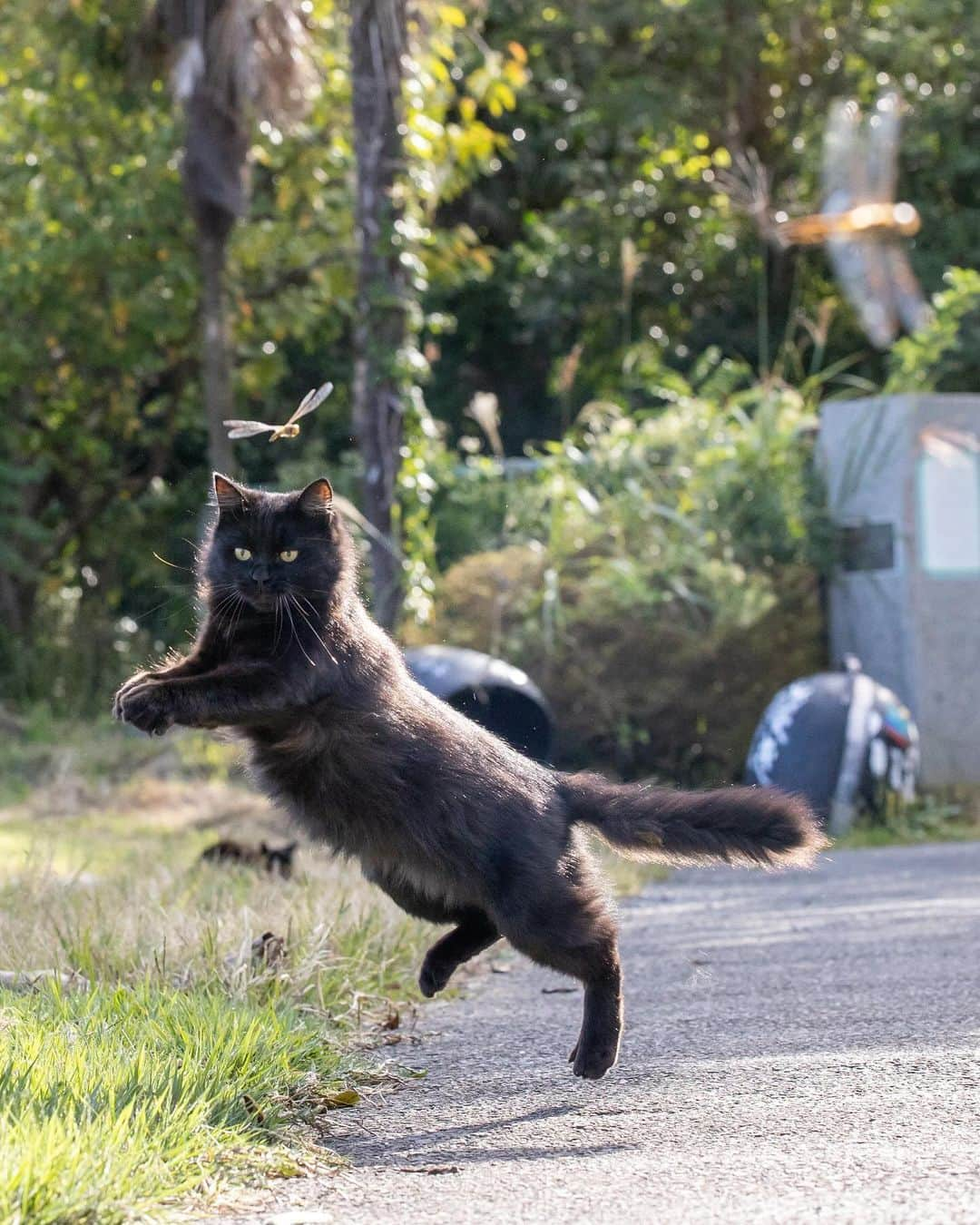 Masayukiのインスタグラム：「いっしょに飛ぶよ。  #cat #ねこ #猫 #東京カメラ部 #nekoclub  #yourshotphotographer  #my_eos_photo」