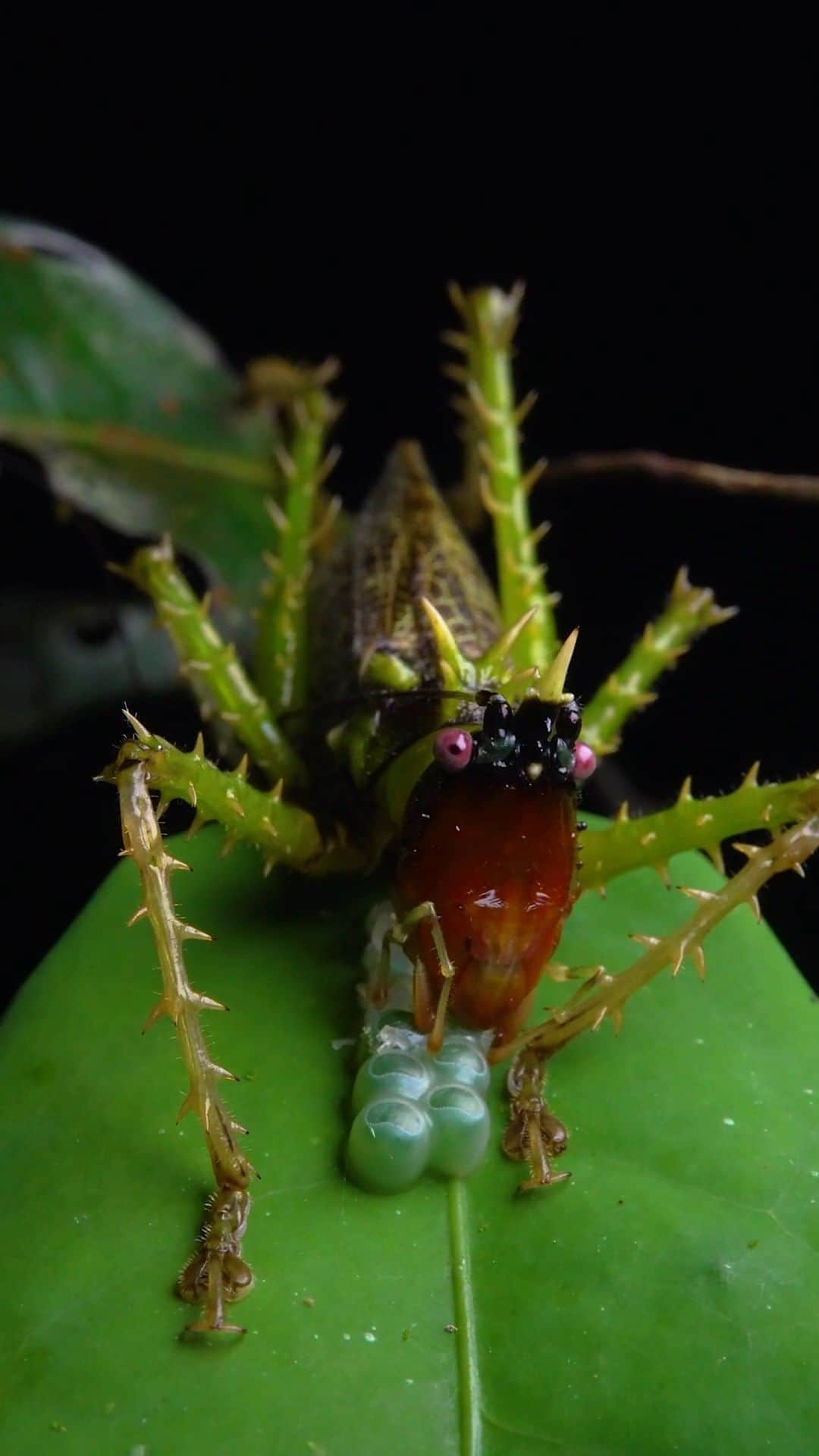 ナショナルジオグラフィックのインスタグラム：「Video by @javier_aznar_photography | A spiny katydid (Panacanthus varius) feeds on the eggs of another insect in Ecuador's Chocó rainforest. Its powerful jaws are also capable of penetrating hard structures such as fruits and seeds—undoubtedly the terror of the rainforest microworld. Follow @javier_aznar_photography to learn more about small creatures.」