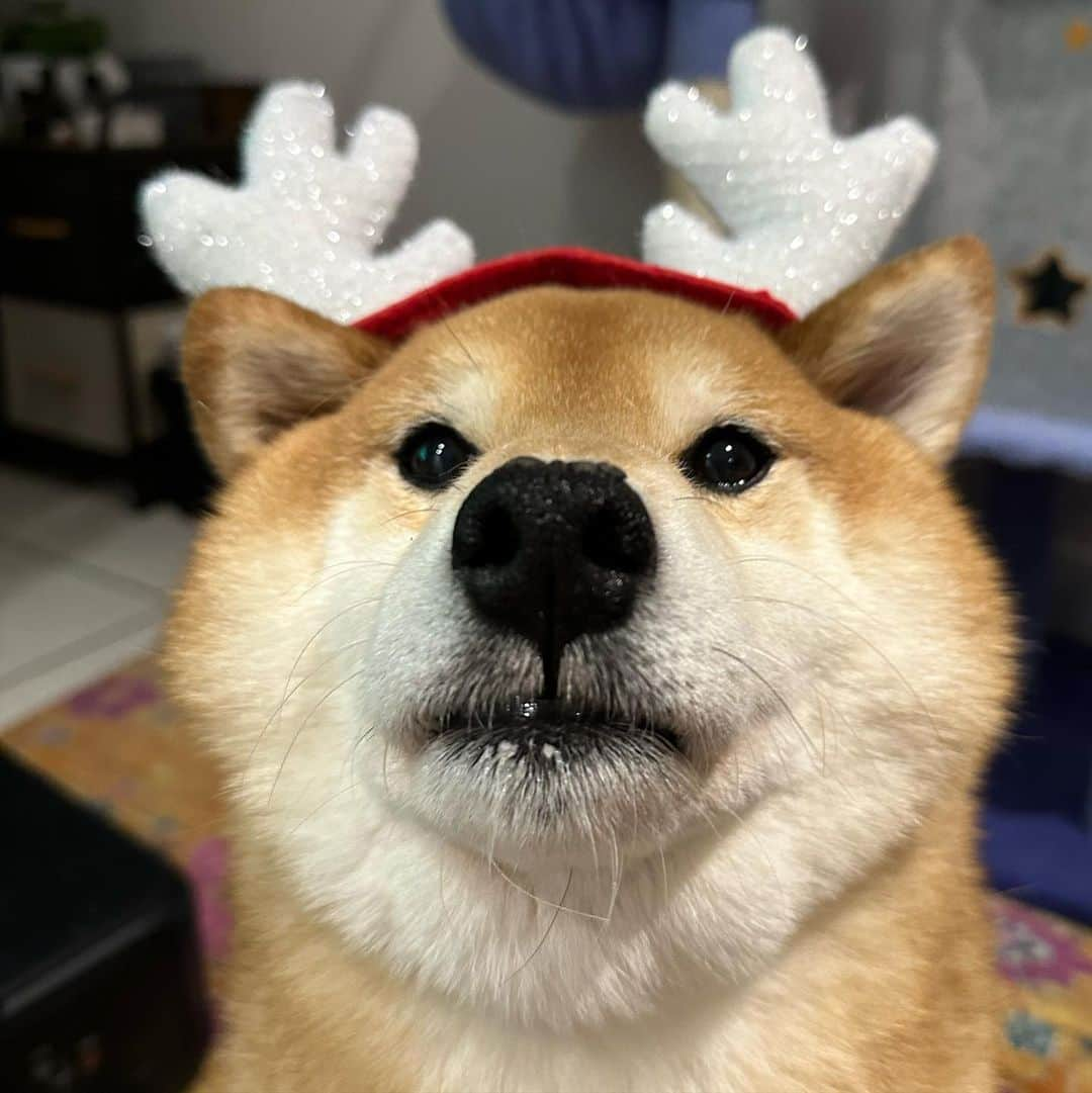 Shibainu Pontaのインスタグラム：「クリスマス使用ぽん様~チーズを賭けて~  #柴犬のいる暮らし #メルボルン #melbourne」