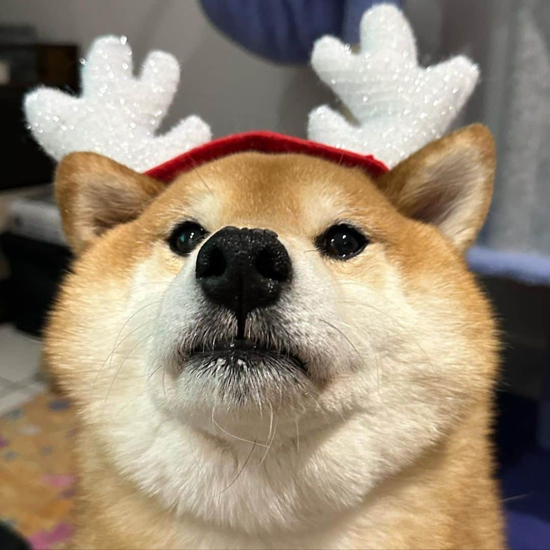 Shibainu Pontaさんのインスタグラム写真 - (Shibainu PontaInstagram)「クリスマス使用ぽん様~チーズを賭けて~  #柴犬のいる暮らし #メルボルン #melbourne」11月26日 8時36分 - pontasyk