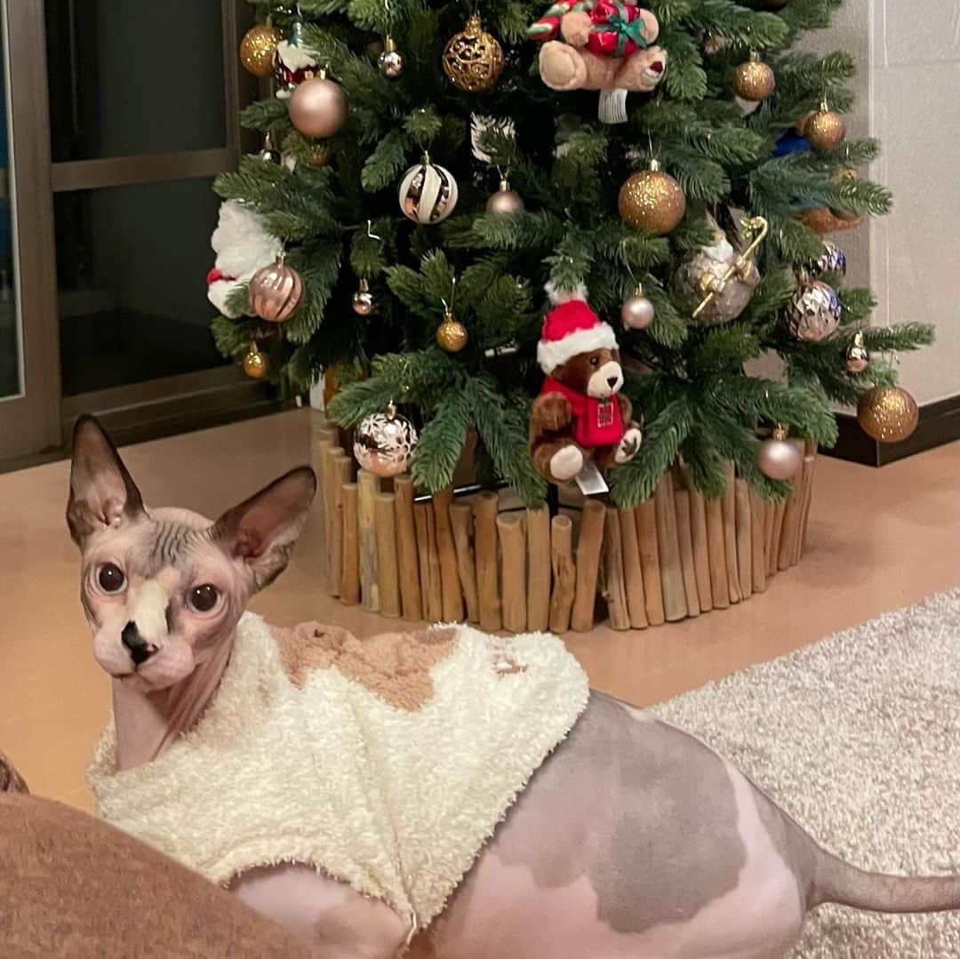 つばさ舞さんのインスタグラム写真 - (つばさ舞Instagram)「. もうすぐクリスマス🎅🏻🎄.* テンテンにサンタさん来るかな？ . . . . . . . . #つばさ舞#AV女優 #AV女優に飼われている猫 #スフィンクス猫 #エイトマンプロダクション」11月26日 8時38分 - tubasa___mai