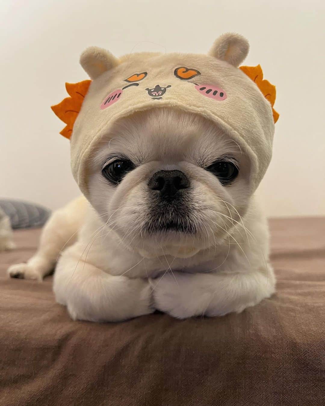 おもちくんのインスタグラム：「#ちいかわ」