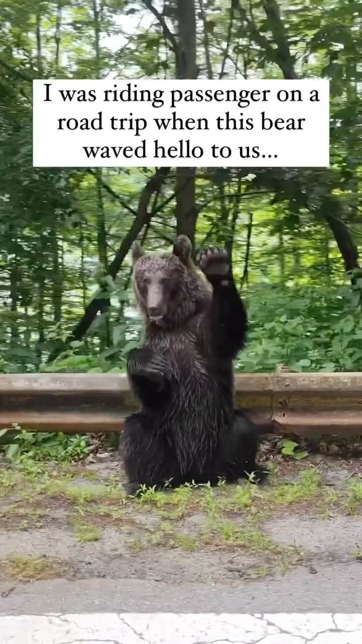 アリシア・シルヴァーストーンのインスタグラム：「How amazing is this? So beautiful 🐻」