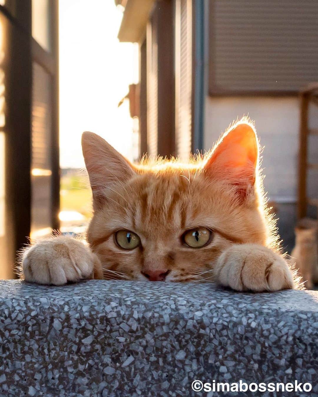 のインスタグラム：「・ 2024毎日島猫日めくりカレンダーセレクション😸🏝 2024 365days island cats day to day calendar selection ❣️ Swipeしてね←←←🐾  ◎写真は全て「ほっこりゆったり毎日島猫日めくりカレンダー2024」より All photos are excerpts from 366days Island Cats Day-to-Day Calendar 2024🏝  ・ 〜お知らせ〜 『ほっこりゆったり毎日島猫日めくりカレンダー2024』好評発売中です！  @simabossneko がおくる、かわいい島猫たちの写真カレンダー🗓️  ・毎日違う島猫の写真が楽しめる365日の日めくりタイプ！ ・お散歩、昼寝、仲良し、じゃれ合いなどなど、様々なシーンを掲載！ ・笑って共感して、ほっこりする、日本各地の島に暮らす猫たちの日常 ・手元で見やすい、ハンディサイズの卓上日めくりカレンダー  ・縦100×横140mm、天糊綴じ、370P ・卓上タイプ（スタンド付き）  ☆simabossneko's shop限定購入特典☆ minne、メルカリShopsにて 「ほっこりゆったり毎日島猫日めくりカレンダー2024」を購入いただくと、島猫ポストカードを1枚プレゼントいたします。  また、minne、メルカリShopsでは、"さちカレンダー2024" や "島猫週めくりカレンダー2024"とのセット作品も販売しています。  ◎ほっこりゆったり毎日島猫日めくりカレンダーは、Amazon、楽天ブックスなどのオンライン書店、本屋さん店頭にて発売中！  各ショップへのリンクは、@simabossneko または @p_nyanco22 にあるプロフィールリンクからご覧いただけます。 ・ ・ 〜Notice〜 Available now! “【366days】Island Cats Day to Day Calendar 2024“  ＊A 366-day flip type where you can enjoy different photos of island cats every day!  ＊Various cats scenes such as walking, napping, good friends, playfulness, etc.  ＊Laughing, sympathizing, and healing, the daily lives of cats living on islands across Japan.   ＊Easy-to-read handy-sized desktop day to day calendar.  The calendar is pre-order now at minne“simabossneko's shop“ or Amazon.co.jp  Shop URL：（simabossneko's shop）https://minne.com/＠simabossneko （Amazon Japan）https://www.amazon.co.jp/dp/4798181757  It is possible to purchase and ship from overseas. 🇺🇸🇰🇷🇹🇼🇭🇰🇫🇷🇬🇧🇩🇪🇮🇹🇪🇸🇦🇺etc. ※ Shipping fee will be charged separately.  You can reach the shops from the profile link of @simabossneko or @p_nyanco22   ・ #しまねこ #島猫 #ねこ #猫写真 #cats_of_world #catloversclub #pleasantcats #catstagram #meowed #ig_japan #lumixg9」
