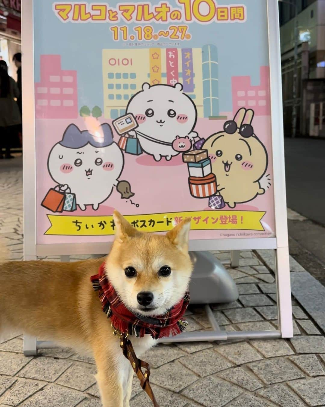 豆柴にこちゃんさんのインスタグラム写真 - (豆柴にこちゃんInstagram)「🐶 街で見かけた、 #永野芽郁ちゃん コラボ & #ちいかわ　&ちいたまコラボ  @mei_nagano0924official   #柴犬#豆柴#mameshiba #shibastagram#japanphoto#shibainu#犬#shibainumania#犬のいる暮らし#shiba_snap#shibainupuppy#多頭飼い#dog#いぬすたぐらむ#puppy#dogstagram#instadog #doglover#pecoいぬ部#pecotv#いぬのきもち部#狗#子犬#barked#9gag#9gagpets#시바견」11月26日 21時19分 - nikochan.mame48