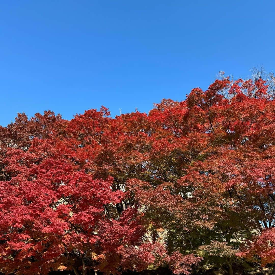 島谷ひとみさんのインスタグラム写真 - (島谷ひとみInstagram)「本日は、  姫路大学の学園祭でした。  リハーサルが早朝だった為、かなり本番まで時間があったのでチーム島谷スタッフと姫路城（白鷺城）へ🏯✨  今の季節は、天気がいいと空も澄んでいて白い城壁が映えますし、紅葉も綺麗で、何より歩くし階段を上り下りするので汗もかかずベストなタイミングでした🍁  浮かれポンチはポンチョ着て写真撮りまくりw  朝ごはんは、カフェドムッシュさんへモーニングセットをいただきに☕️🍞  コーヒー一杯500円で頼むと、アーモンドバターパンとサラダとオムレツが付いてきます。  安〜い❣️ 美味しい〜❣️  他にもあと50回くらい通わなければいけないほどの魅力的なメニューだらけ‼️  スーパーにも行ってみたりして。。。  本番も天気に恵まれ素敵なサンセットのサインと共に温かな空気の中ステージにてパフォーマンスさせて頂き感謝感謝です❤️  みなさん超温かく嬉しかったです☺️  またお会いできますように。。。❤️  昨日の夜は、相模原フェスタにてとても素敵な思い出となる時間を地域の皆様とファンの皆様と過ごし、バタバタとブーブー言いながら終電に飛び乗り0時過ぎに姫路へ入りヘロヘロだった島谷さんがウソのような充実した今日w  みなさんとの出会いと時間によって、心満たされ新幹線に乗っております🚄  少しずつ、今年が終わりゆくような気配を感じるようになりましたが、島谷は年内まだまだ皆様にお会いできる機会を楽しみにしております♡  充実した1日をありがとうございましたとさ☺️  #姫路大学学園祭 #姫路城 #島谷ひとみと愉快な仲間たちw #島谷製作所 #島谷ひとみ」11月26日 20時02分 - shimatani_hitomi_official