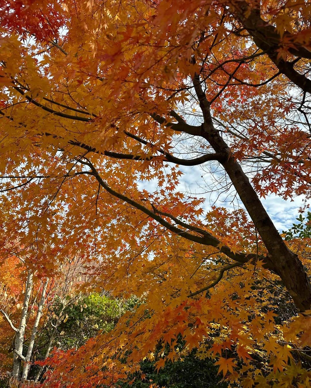 脇あかりさんのインスタグラム写真 - (脇あかりInstagram)「紅葉🍁 自然いっぱいに囲まれて心温まる日でした☺️ 野生のシカ🦌さん会いに来てくれたらいいなぁ〜 なんて、思ってたら、奥からカサカサって聞こえて、 ほんとに来てくれたの😳💗すごくない？！ シカ呼べます🙋‍♀️  #紅葉」11月26日 20時12分 - akari_waki_official