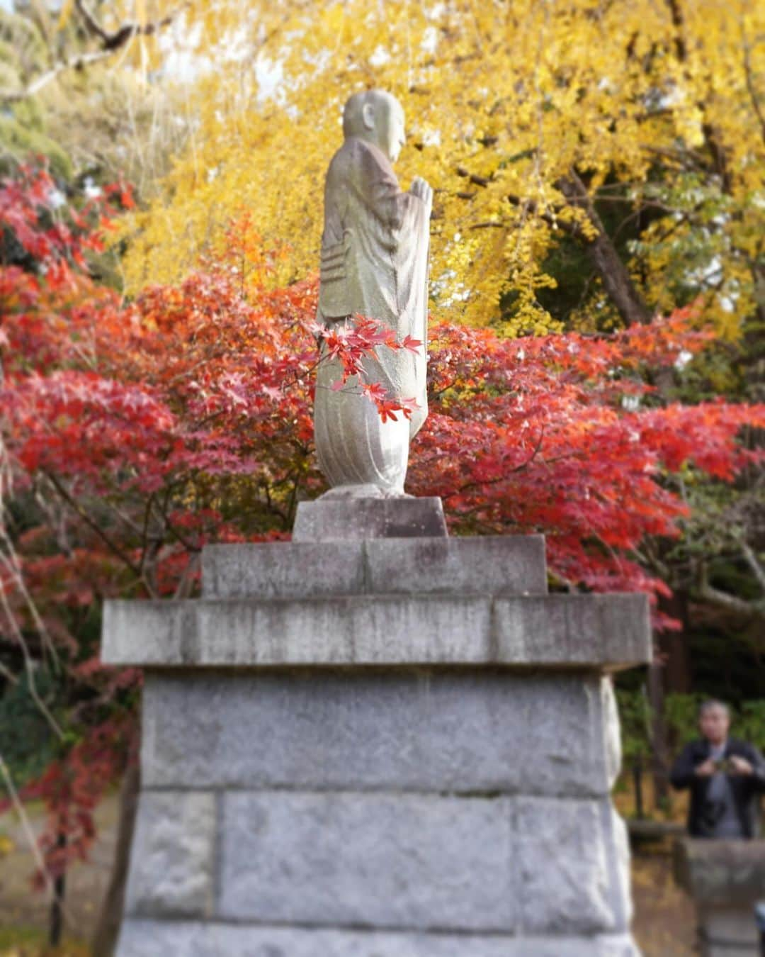 三好ユウさんのインスタグラム写真 - (三好ユウInstagram)「紅葉狩り🍁 Autumn leaves🍁 ⁡ 千葉県にある本土寺、別名あじさい寺⛩️ 紅葉には少し早かったけれども とても広い境内を歩くだけでも癒されました🥳 ⁡ 以前から夫一推しのお寺でしたが 実家近くにこんな素敵な場所があるなんて知らなかった😌 ⁡ そして… 紅葉狩りの前にはささっとライトビューティー表参道店で ホワイトニング🦷✨ @light_beauty_omotesando ⁡ 短時間で予想以上に白くなってびっくり‼️ 広々としたお部屋で快適だし痛みもなしで 快適でした☺️ ⁡ ⁡  #紅葉狩り#本土寺#あじさい寺#千葉観光#日本の景色 #タビジョ#旅行好きな人と繋がりたい#LightBeauty表参道#ライトビューティー表参道#autumnleaves #ilovejapan#trip #japanese#japantravel ⁡#旅游#여행스냅」11月26日 20時17分 - yuu_5240