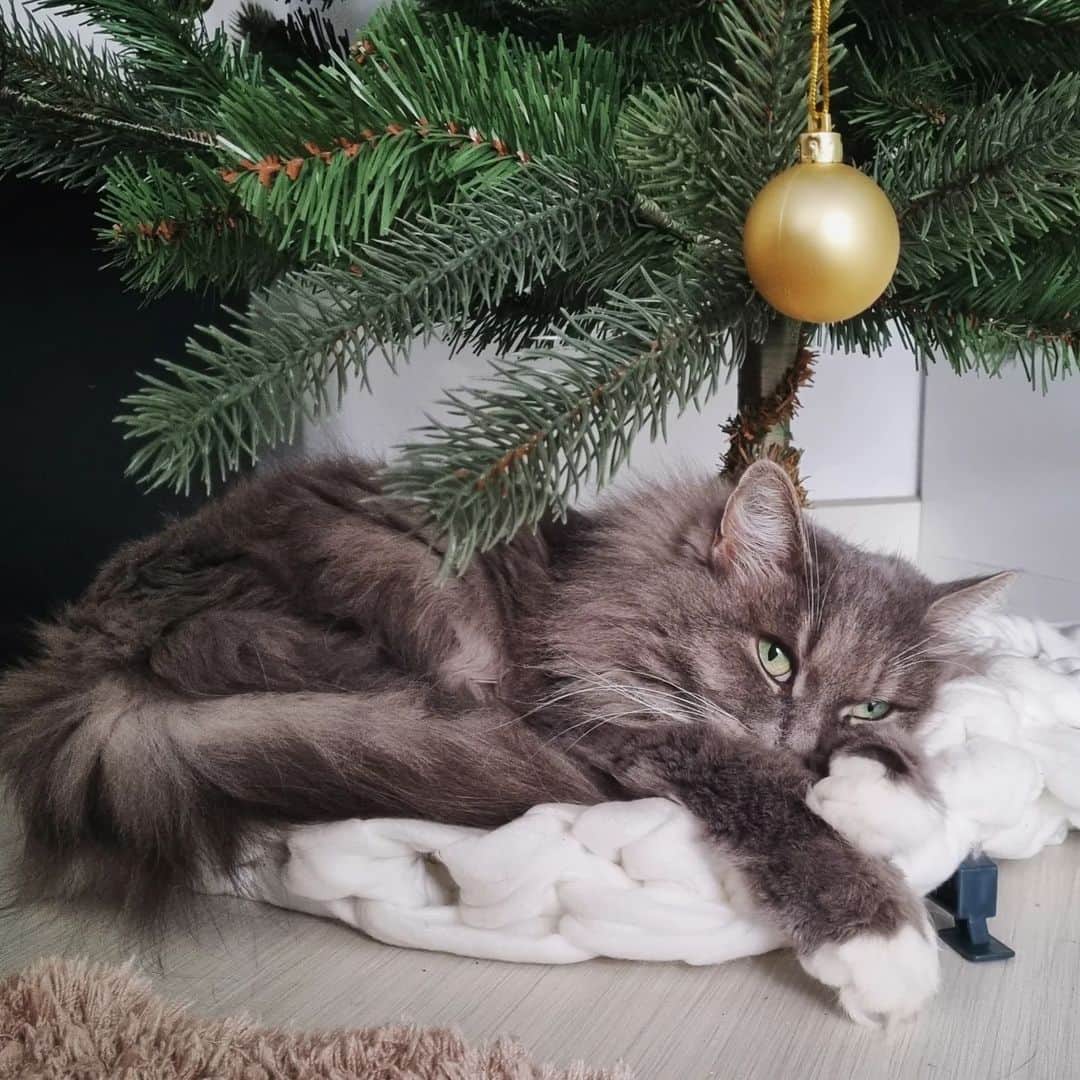 Nila & Miloのインスタグラム：「Floor heating makes this spot extra cosy.  Nila's the cutest parcel under the tree. 🥰 #christmas #iscoming #winter #ishere #advent」