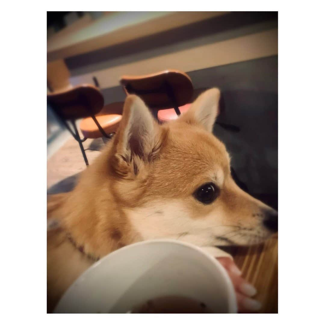 陽月華さんのインスタグラム写真 - (陽月華Instagram)「☆  そう  そうだ  冬思い出した 寒い日に  おでん出汁割り  るんのぬくもり  #2023 #冬 #寒い  #るん  #犬 #dog #dogstagram #dogslife #doglife #dogs #doglifestyle #dogstagram  #dogphoto #dogphotography  #dogphotoshoot #photography  おでんの出汁＋酒＋七味唐辛子  寒さ・空腹・夕方のお疲れ様感 すべてを満たしてくれる幸せな飲み物。」11月26日 20時35分 - hizukihana_official