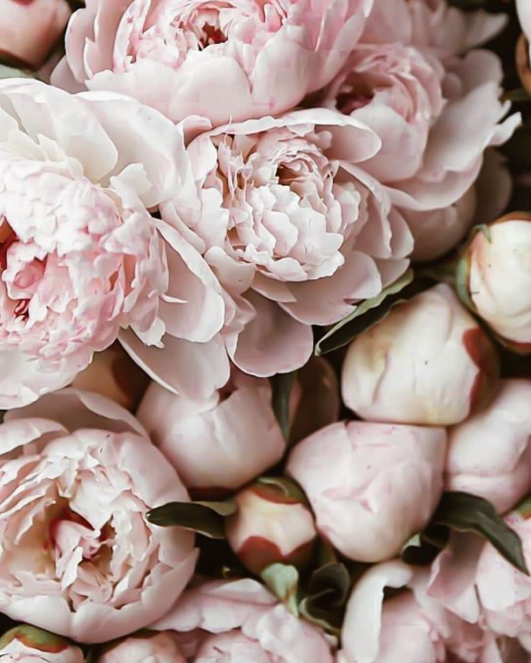 Yukicoさんのインスタグラム写真 - (YukicoInstagram)「🍃🌸🍃🌸🍃  ————————————————————— 見てくださる方にプラスになる投稿をしていきます 是非いいね♡フォロー♡ よろしくお願いいたします𓅟 私の写真の編集については フォトレッスンでレクチャーをしています —————————————————————  #flowers#flowerpower#flowerphotography#flowerporn#flowerslovers#flowerstagram#bouquet#bouquets#btsarmy#jiminpen#btsjimin #ジミンペン🐥」11月26日 20時50分 - yukicolifecom