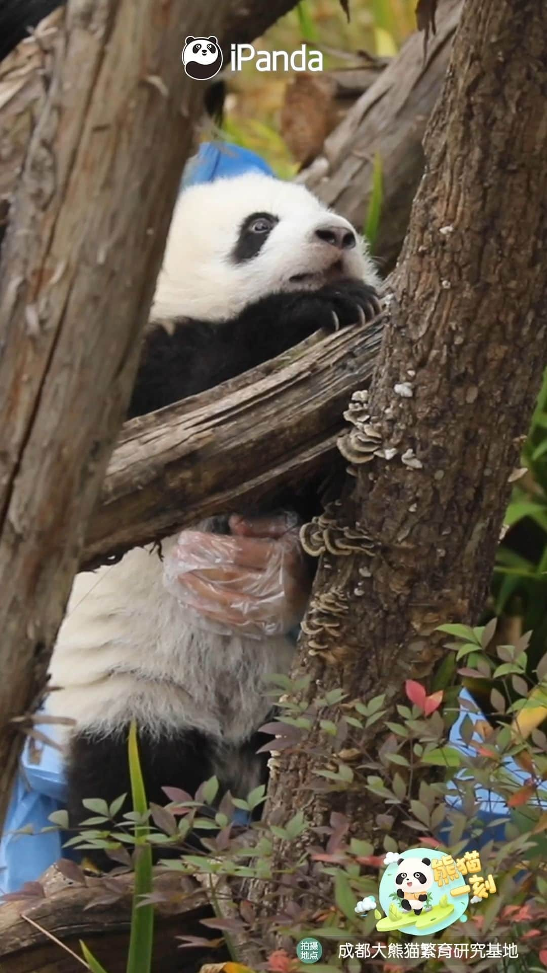 iPandaのインスタグラム：「Panda cub climbs higher for the first time, feeling safe with the help of a gentle nanny. 🐼 🐼 🐼 #Panda #iPanda #Cute #HiPanda #BestJobInTheWorld #HowGiantPandasGrowUp #ChengduPandaBase #PandaMoment  For more panda information, please check out: https://en.ipanda.com」