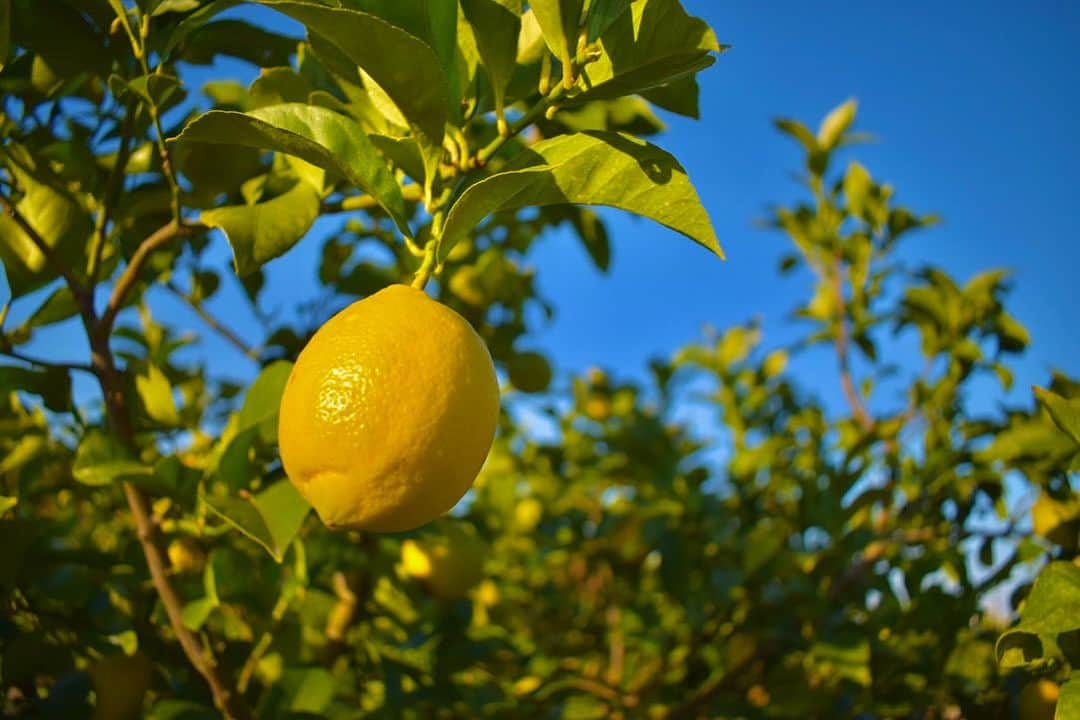 杉谷拳士さんのインスタグラム写真 - (杉谷拳士Instagram)「. 【レモン】 レモンアンバサダーとして広島県大崎上島町にてレモンまるごと体験ツアーに参加させていただきました🍋 参加してくださったみなさん、素敵な時間をありがとうございました😊‼︎  レモンアンバサダーとしてレモンの魅力を世界へ伝えていきます‼️  レモンクイズもう少し難易度上げてもらおうかな……笑  #レモン #檸檬 #lemon #疲労軽減 #カルシウムの吸収を促進 #骨太 #ポッカサッポロ」11月26日 21時00分 - kenshi.02
