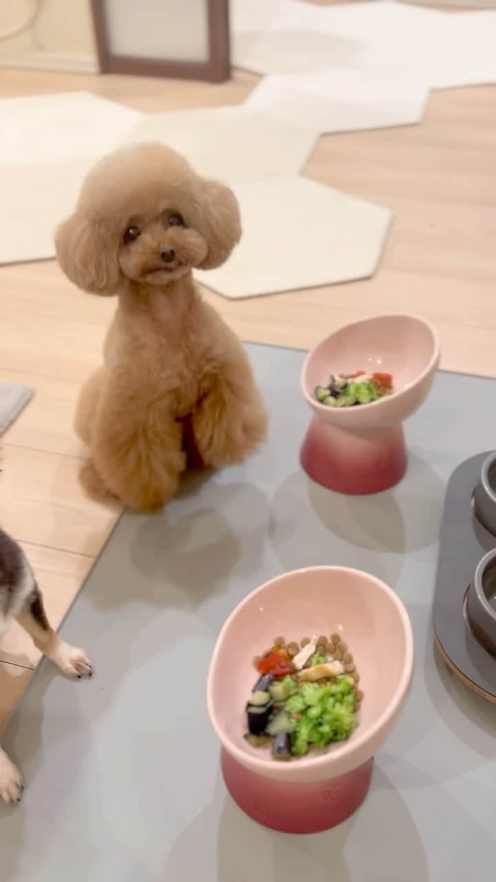 ショコラ❤︎あずき❤︎パンナのインスタグラム：「今日の夕ご飯🍽️ 最後の顔を見て〜😂  よく質問をいただくのですが、 我が家ではドライフードだけではなくて野菜などを加えてかさ増ししてます〜☺️ サプリとかも振りかけてます （適当ご飯で失礼しました😅）  today's dinner Look at that last face!  #asmr #トイプードル #プードル #犬のいる暮らし #toypoodle #poodle #dog #instadog #cutedog #あずしょこぱん #パンナ #dogstagram」