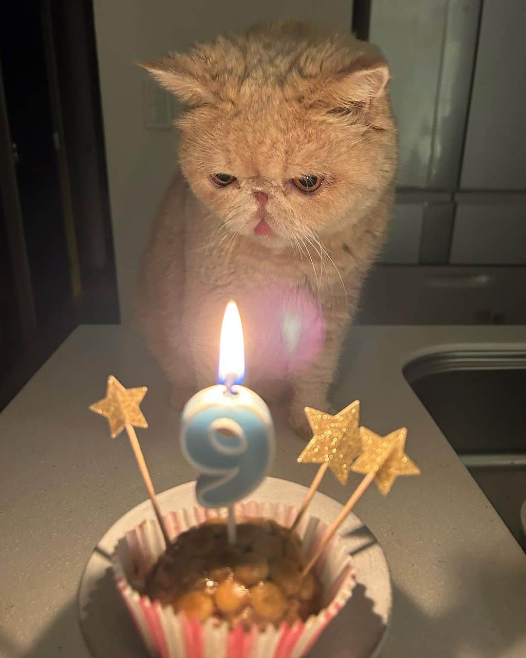 のインスタグラム：「お祝いコメントありがとうございマッシュ！ 今夜はカリカリツナケーキを 食べました！ 後日、誕生日パーティーをする予定です。 #ポテの顔 #皆さまありがとうございます #mash1126a  #マッシュのぺちゃんこライフ #cat #マッシュ #エキゾチックショートヘア #ねこ　#ネコ  #猫 #kitty  #猫部 #ねこ部 #ねこあつめ #にゃんだふるらいふ #猫莫迦 #catstagram #ExoticShorthair #catsofinstagram #catsosofinstagram #katten」