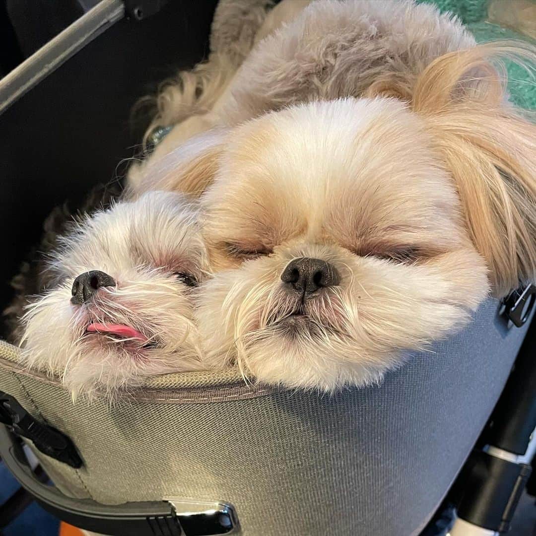 ?????HANA?????のインスタグラム：「🐶🐶🐶🪴 スライドするタイプ👆 今日は久しぶりにイベント行ってきたザマス🐶👍 皆さんお久しぶりで本当に楽しかったザマスよ〜🙏 ノーマルカートで言ったのに沢山声掛けてくれてありがたや〜🙏 • 10枚目📷 そしてイベントの帰りにハンバーガー食べに行ったらまさかのシモン君（ @simon_hagiwara ）に遭遇したザマス〜🐶👍 相変わらずいっぱい舐め舐めしてくれるザマス〜🤣 • ps パパさんのやる気スイッチが入ったので💪 来年早々にNEWカートお披露目ザマス〜🚗 #しっぽフェスタ」