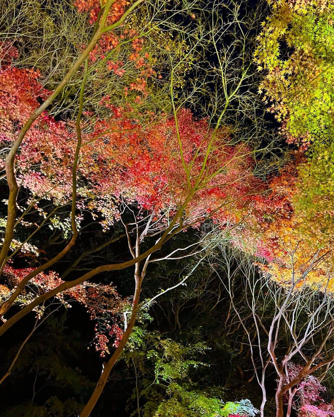 松田愛里さんのインスタグラム写真 - (松田愛里Instagram)「何度見ても圧巻です🍁 風に煽られ、 写真は手ブレだらけでした（笑）  #紅葉 #秋 #🍁 #栗林公園 #栗林公園秋のライトアップ #香川 #高松」11月26日 12時23分 - matsuda_airi_