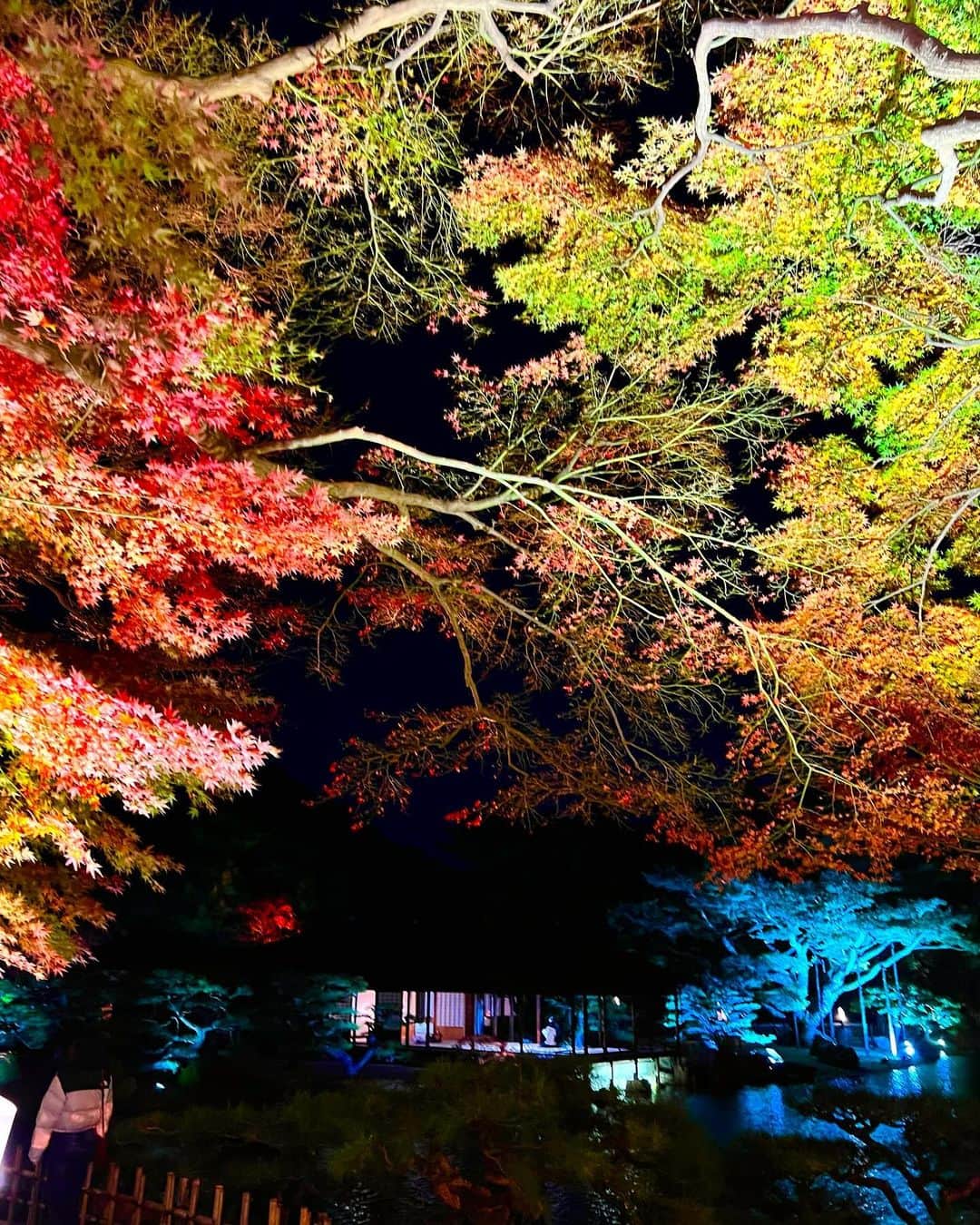 松田愛里のインスタグラム：「何度見ても圧巻です🍁 風に煽られ、 写真は手ブレだらけでした（笑）  #紅葉 #秋 #🍁 #栗林公園 #栗林公園秋のライトアップ #香川 #高松」