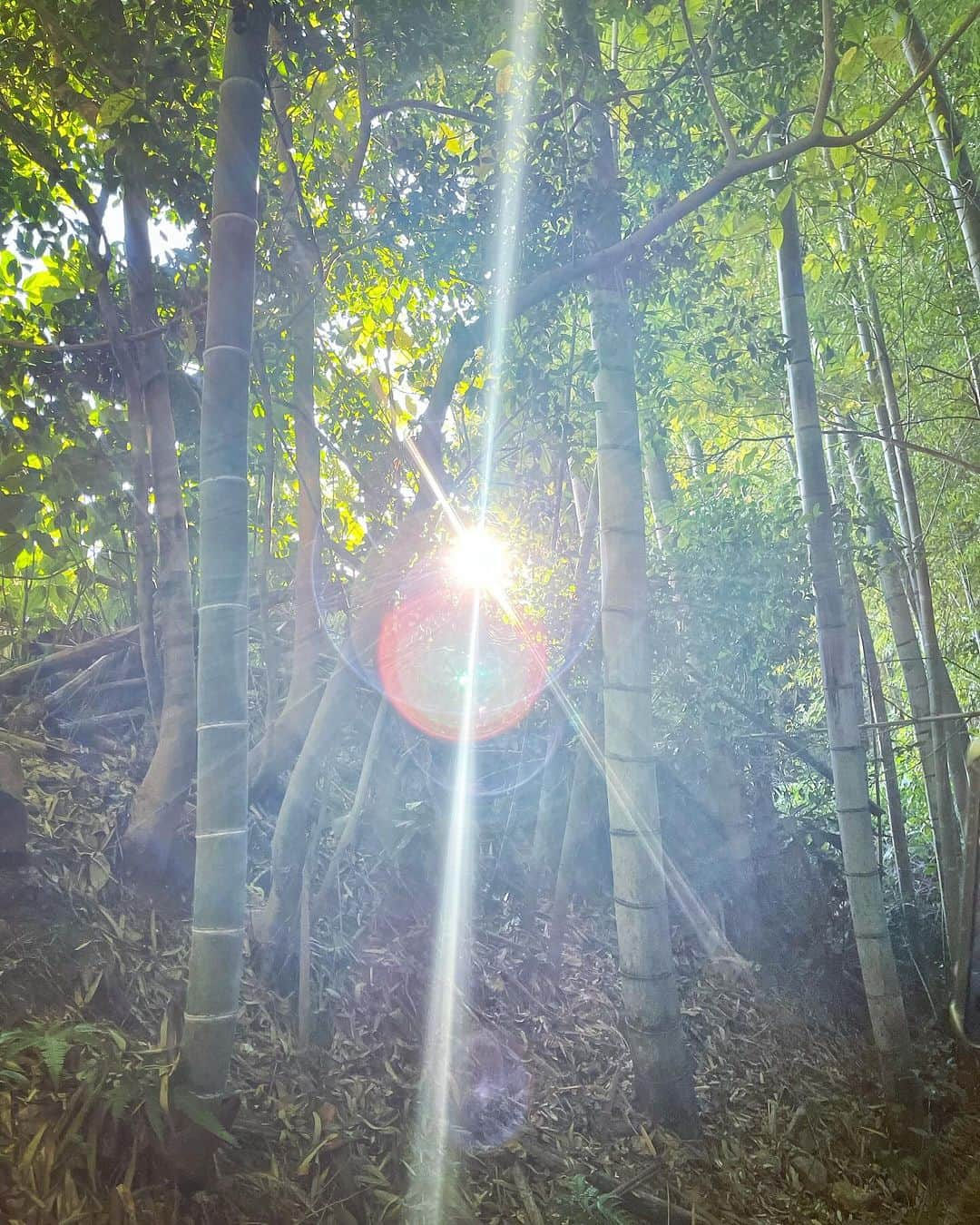 アンミカさんのインスタグラム写真 - (アンミカInstagram)「長年お世話になっている神社にて、魂の洗濯を✨  私にとって、祈る時間はとてもとても大切✨✨  ふわふわグラグラしと寄り道し、あちこちにぶち当たっていた自分が中心に戻り、心定めることができるから。  また今日から心新たに、2023年の締めくくりに向けて駆け抜けられそうです！  皆様も、あなたの笑顔が誰かの心を照らす1日を😊✨😍  明日11/27(月)は  ・19:00〜20:00 フジテレビ（全国） 【ネプリーグ】〜東京🗼  ・23:00〜23:30 NHK総合（全国） 【超多様性トークショー！なれそめ】に出演です！  お時間許す方は是非、ご覧下さいませ‼️」11月26日 12時27分 - ahnmikaofficial