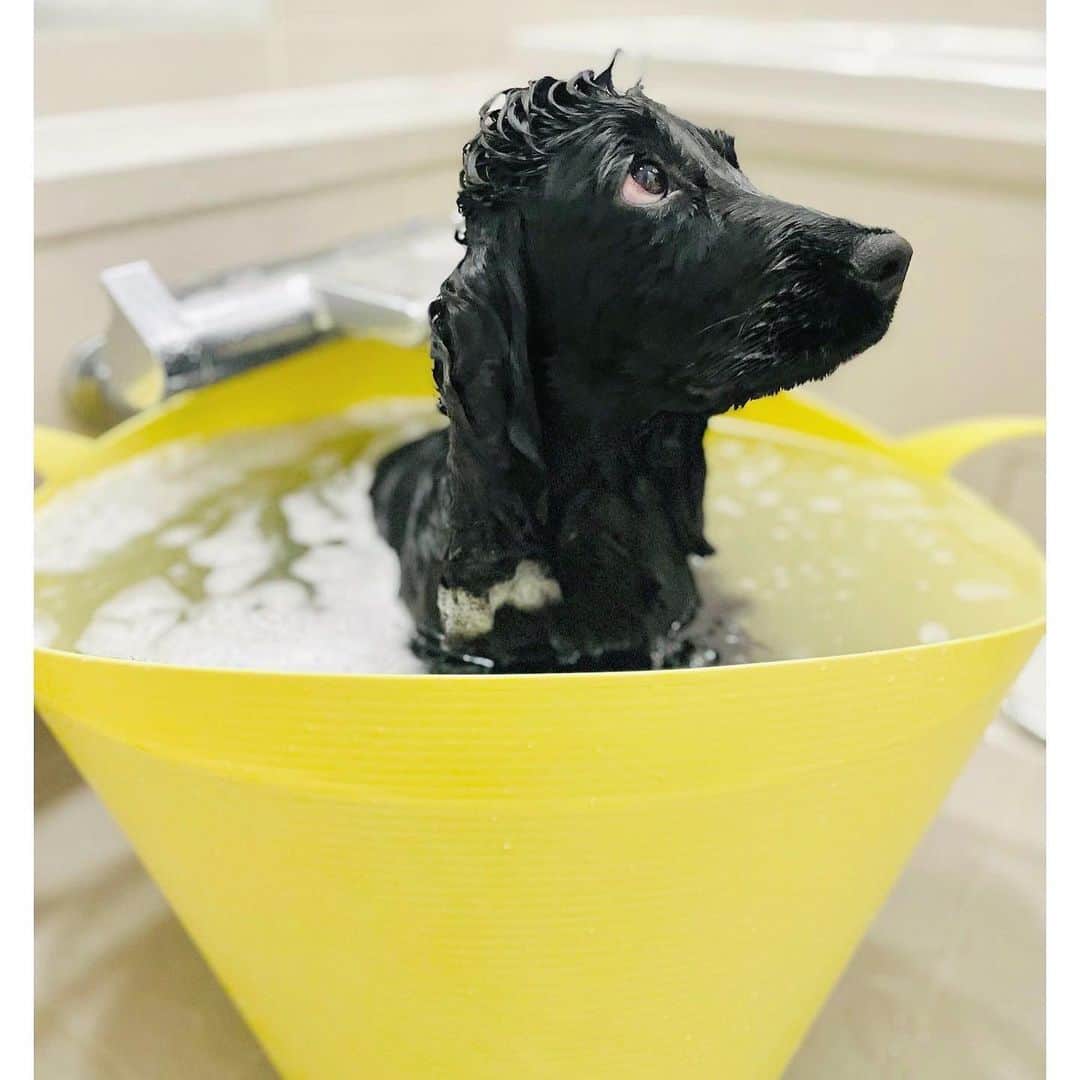 永島優美さんのインスタグラム写真 - (永島優美Instagram)「* きょうも我が家のお風呂にはカピバラが。 ほんとに湯船が好きだねぇ☺️💛  #11月26日  #いいふろの日 🛁🧼」11月26日 12時30分 - yuumi_nagashima