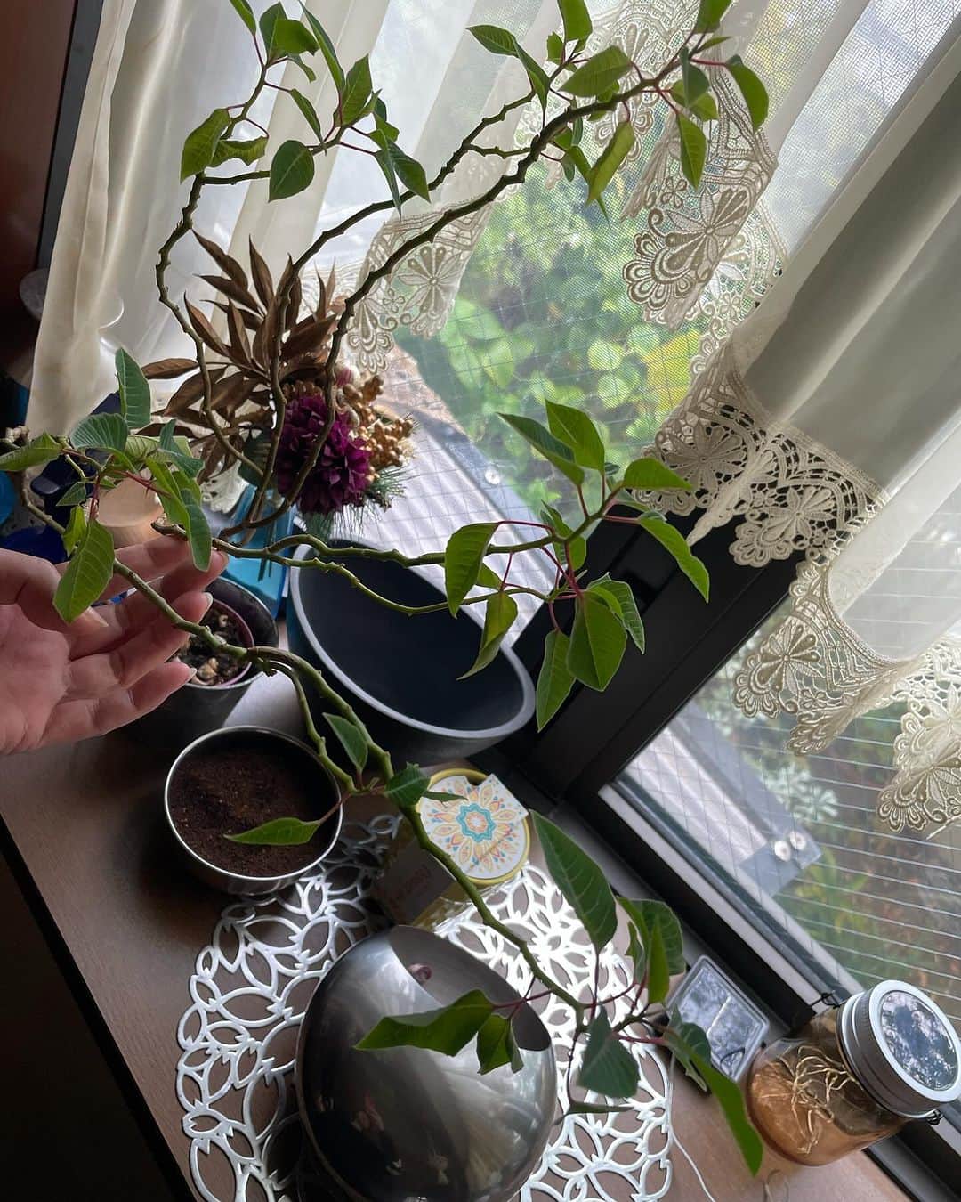 飯島直子さんのインスタグラム写真 - (飯島直子Instagram)「こんにちは^ - ^♪  いやあ、さむい朝です  一気に冬感漂ってます  朝から雪かきに追われてるとこもありますね  ご苦労さまです、腰には十分気をつけてね  四枚目の写真、ガリガリのポインセチアです  三年くらい前に買いましたが  たまに赤い葉をつけたり、痩せてはいるものの  元気なので処分できません  生命力を感じます^ - ^  ただガリガリです  愛おしいですね^_^  25.26日のへんじすこしです＾＾  shatianyamei56才誕生日おめでとう♪ いい風呂の日^_^温まりそう笑。5姉妹！楽しそうね 今夜は焼肉屋でお祝いだ♪体調大丈夫かな？ 健康に気をつけステキな一年になりますように♪ 風邪ひかないでね！  hideminamina誕生日＆結婚記念日おめでとう♪ ダブルでお祝いだね^ - ^健康に気をつけ、夫婦仲良くお幸せに…ステキな一年になりますように♪  wakatoi3 ◯才誕生日おめでとう♪自ら食事支度にケーキ…あぁ〜、お疲れさまでした（ ; ; ） こんな時くらい皆んなでやってくれよ！！です 大丈夫^ - ^良い事あるぞ！良い事ある^ - ^ 健康に気をつけ…ステキな一年になるよ♪  yukinoziyou誕生日おめでとう♪お祝いしたかな^ - ^？寒くなってきたから風邪などひかないようにね 健康に気をつけ良い一年になりますように♪  RIE母69才誕生日おめでとう♪祖母は大正生まれ 昔は本当に大変だったよね、今の時代に感謝だね^ - ^69才まだまだ若い！健康に気をつけ長生きしてね♪  カズ♪届いたよ♡  母の部屋をリフォーム、温もり感じる^ - ^ 見守られてる気がするよね、わたしも両親のベットで寝てるよ^_^クミコ♪  旦那と不仲でハァー…大丈夫！？どうしようか… comachan！！  まさえ♪いつもありがとう！  更年期がつらい…なにか対策してる？レディースクリニックで相談しよう！少しでも改善策をだよ peco！  アチおかえり♪もろもろ…大丈夫かな？  talubon310♪  マナ！さみしくないか？大丈夫か^ - ^？ そばにいるよ！  母が恋しい…恋しいね、今はあなたのそばにいるよ hanuru(*´-`)  のん！ヘアーマニキュアは確かに傷み辛いけど 白髪は染まらない（ ; ; ）ランダムにメッシュ入れると目立ちにくいよ、あとは髪の色を明るくする^ - ^  シオンくんお空で大好物のサツマイモケーキと牛乳のんで走り周ってる(*´-`)  きみこ！風邪ひかないようにね^ - ^  ビエネッタ…ひでみ^_^いつもありがとう！  転んで小指の付け根ヒビ！痛そうだ…しっかり固定してはやく治りますように！実家にも行かなきゃね ちーコ！  派遣で倉庫仕事に観光ホテルの皿洗い四時間ぶっ通し…本当にお疲れさま（ ; ; ）手袋はできないのかな…しっかり保湿してカラダも休めてね、皿割って大丈夫！応援してるよᕦ(ò_óˇ)ᕤカナ！m7716！  ねず04いつもありがとう！  まぁこひさしぶり^ - ^♪元気だった？  千葉佐原の温泉でのんびりサウナ三昧いいね♪ 腰痛よくなったかな^ - ^？マー坊！  ラミー♪サミーから顔面まで温かくしてね♡  タカ！体調戻ってきたかな^ - ^？  みっちゃん♪  中学生女子バスケ県大会！ここちゃんがんばれ٩(๑❛ᴗ❛๑)۶  欲張り美由紀♪笑、体調どう^ - ^？  今日は蕎麦打ち三段位所得試験！頑張ってきてね！ 合格しますようにᕦ(ò_óˇ)ᕤyamatoyome！  今日はうどん  冷凍うどん(セブンイレブン)  大根、にんじん、カボチャ  鶏肉塩麹(冷凍解凍)  寒いので温まりました  雨の日曜日、仕事のひと風邪ひかないようにね  休みのひと、ゆっくりしましょう  わたしは本気で冬物出してきます( ´ ▽ ` )ﾉ♡」11月26日 13時14分 - naoko_iijima_705_official