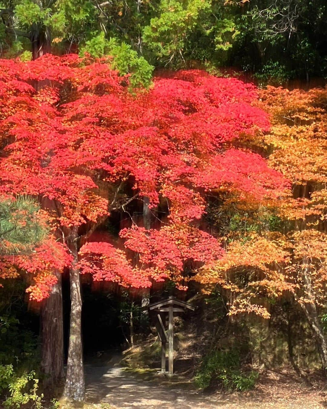 小柳ルミ子さんのインスタグラム写真 - (小柳ルミ子Instagram)「京都の紅葉🍁  今年も京都の友人にお願いして 美しい紅葉の写真を送って貰いました💕  高尾山近くの神護寺だそうです😊  真っ青な青空に 燃える様に真っ赤な紅葉🍁  美しいなぁ💕  京都行きたいなぁ〜😆 四季を通して美しく魅力ある京都🥰 来年こそは行こうかな🥰  ⠀  #京都 ⠀ #紅葉 ⠀ #高尾山 ⠀ #神護寺 ⠀ #京都大好き ⠀ #旅行 ⠀ #旅 ⠀ #秋 ⠀ #京都の秋 ⠀ #四季 ⠀ #日本の四季 ⠀ #友人 ⠀ #友達 ⠀ #写真好きな人と繋がりたい ⠀ #写真 ⠀ #大好き ⠀ #そうだ京都行こう ⠀ #小柳ルミ子」11月26日 13時24分 - rumiko_koyanagi