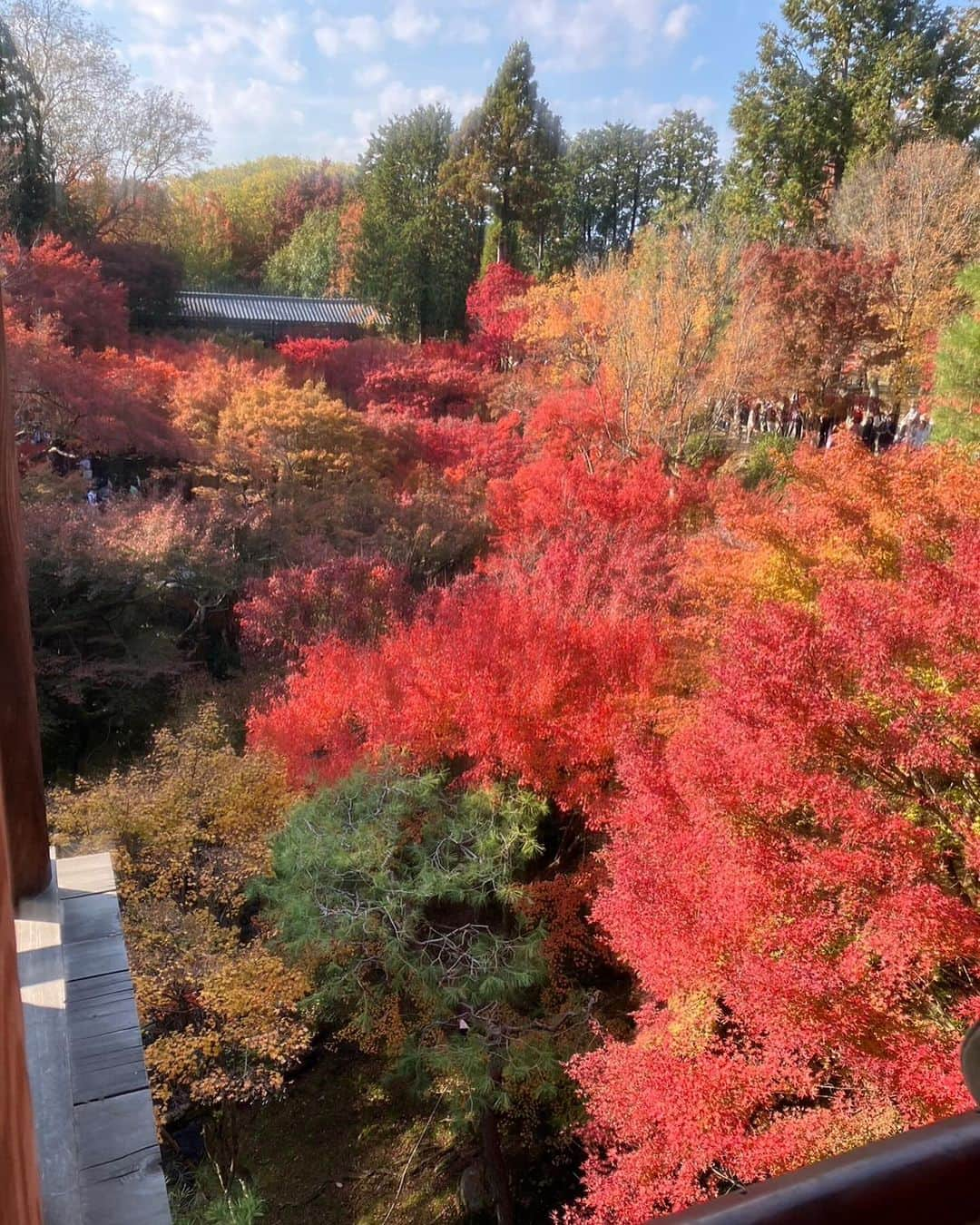 小柳ルミ子さんのインスタグラム写真 - (小柳ルミ子Instagram)「京都の紅葉🍁  今年も京都の友人にお願いして 美しい紅葉の写真を送って貰いました💕  高尾山近くの神護寺だそうです😊  真っ青な青空に 燃える様に真っ赤な紅葉🍁  美しいなぁ💕  京都行きたいなぁ〜😆 四季を通して美しく魅力ある京都🥰 来年こそは行こうかな🥰  ⠀  #京都 ⠀ #紅葉 ⠀ #高尾山 ⠀ #神護寺 ⠀ #京都大好き ⠀ #旅行 ⠀ #旅 ⠀ #秋 ⠀ #京都の秋 ⠀ #四季 ⠀ #日本の四季 ⠀ #友人 ⠀ #友達 ⠀ #写真好きな人と繋がりたい ⠀ #写真 ⠀ #大好き ⠀ #そうだ京都行こう ⠀ #小柳ルミ子」11月26日 13時24分 - rumiko_koyanagi