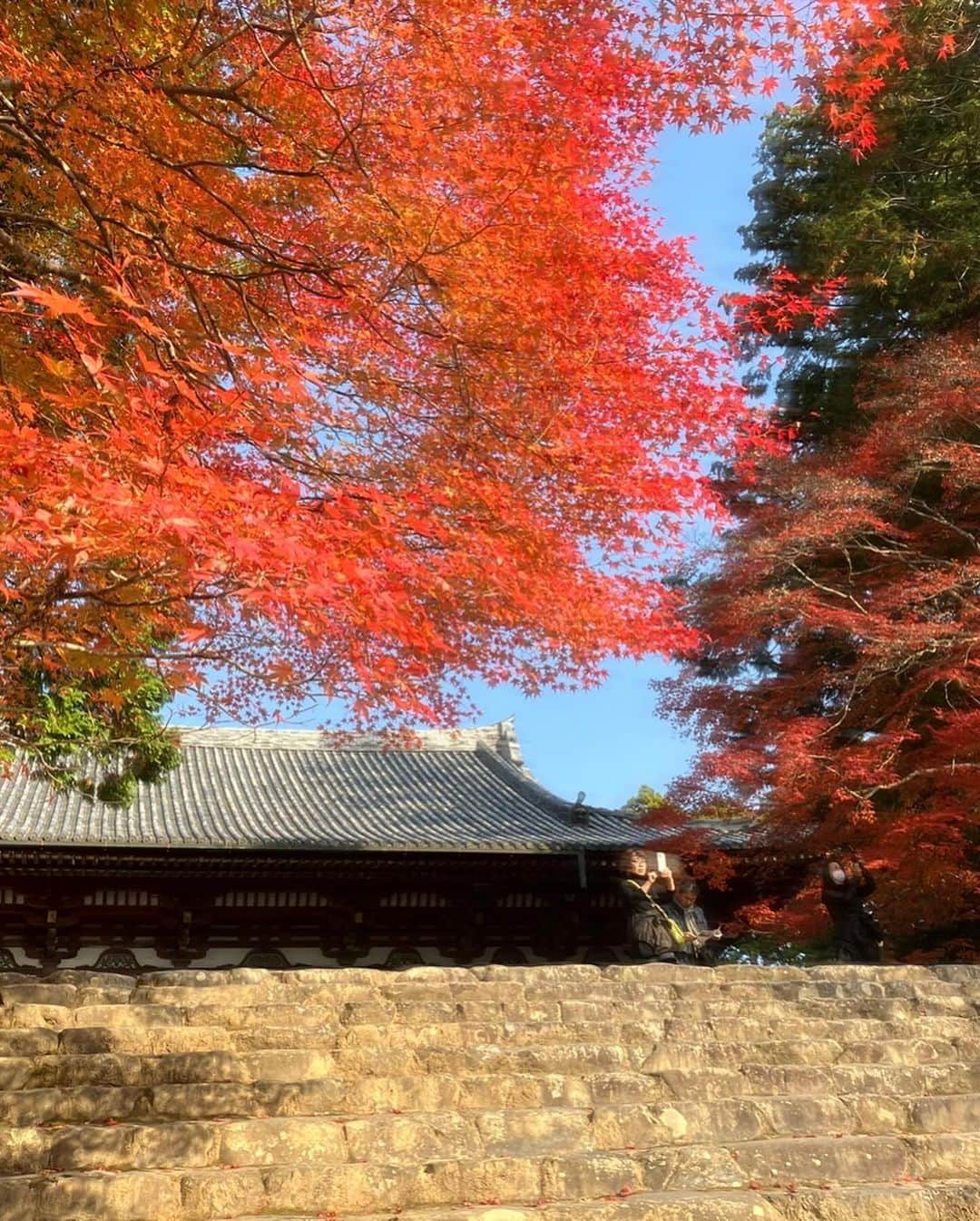 小柳ルミ子さんのインスタグラム写真 - (小柳ルミ子Instagram)「京都の紅葉🍁  今年も京都の友人にお願いして 美しい紅葉の写真を送って貰いました💕  高尾山近くの神護寺だそうです😊  真っ青な青空に 燃える様に真っ赤な紅葉🍁  美しいなぁ💕  京都行きたいなぁ〜😆 四季を通して美しく魅力ある京都🥰 来年こそは行こうかな🥰  ⠀  #京都 ⠀ #紅葉 ⠀ #高尾山 ⠀ #神護寺 ⠀ #京都大好き ⠀ #旅行 ⠀ #旅 ⠀ #秋 ⠀ #京都の秋 ⠀ #四季 ⠀ #日本の四季 ⠀ #友人 ⠀ #友達 ⠀ #写真好きな人と繋がりたい ⠀ #写真 ⠀ #大好き ⠀ #そうだ京都行こう ⠀ #小柳ルミ子」11月26日 13時24分 - rumiko_koyanagi