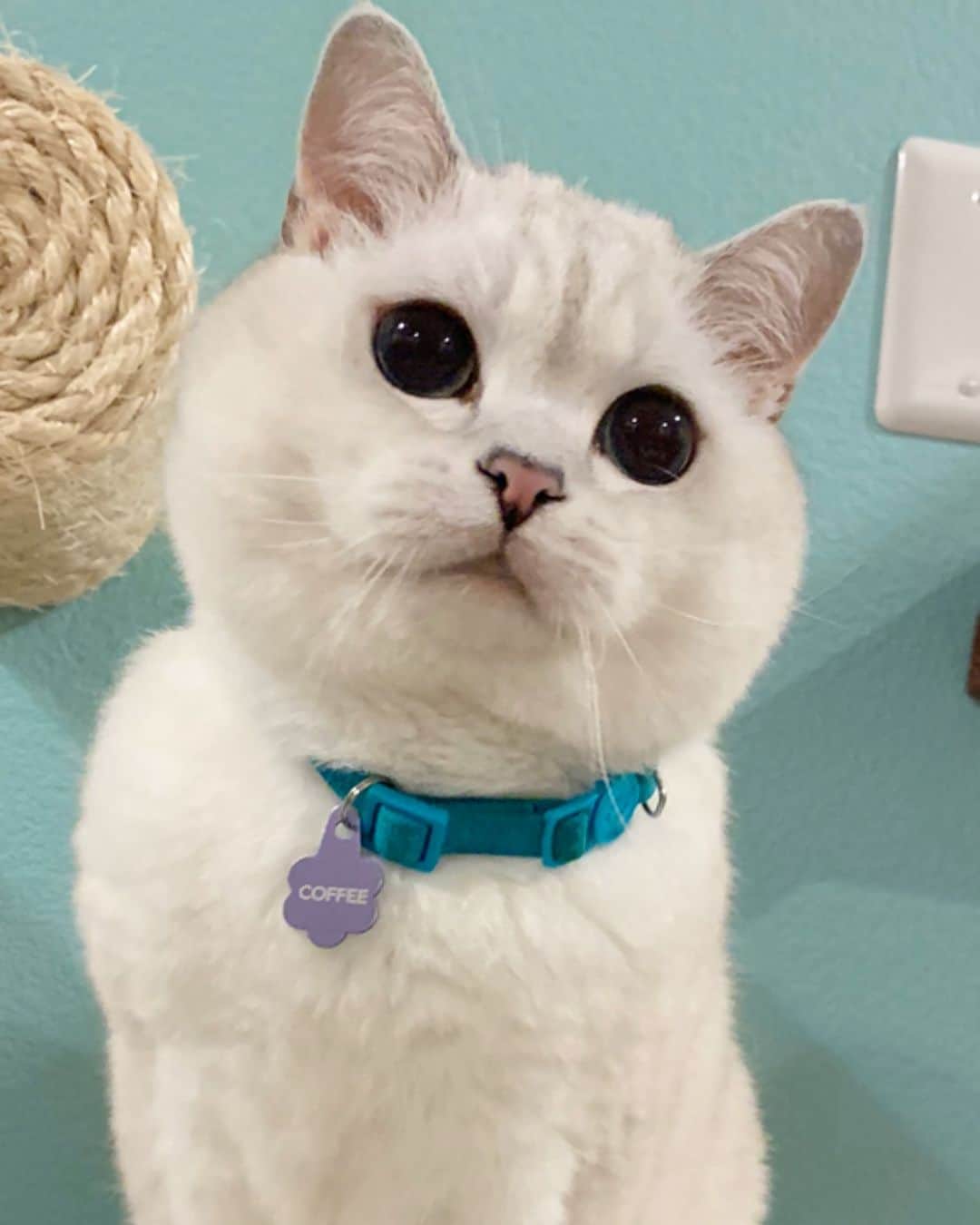ミスター・ホワイトさんのインスタグラム写真 - (ミスター・ホワイトInstagram)「Hi 👋🏻❤️  #meow #cute #cat #catsofinstagram」11月26日 13時41分 - white_coffee_cat