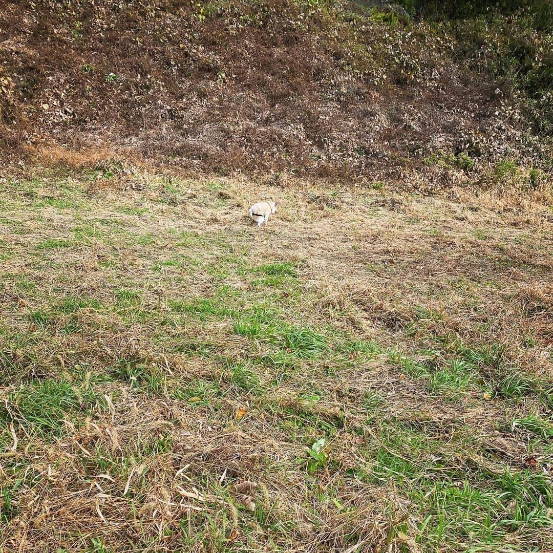 ひぐちにちほさんのインスタグラム写真 - (ひぐちにちほInstagram)「麦の芽が出てきた頃なので麦踏みをしに野良仕事行ってきました〜 お茶目は付き添い  #pug #ひぐち猫 #ひぐちお茶目」11月26日 13時55分 - higu_nichi