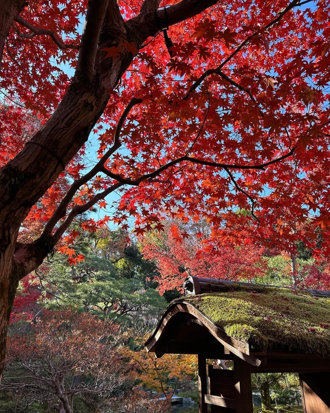 前澤友作さんのインスタグラム写真 - (前澤友作Instagram)「そうだ京都行こう！  My villa in Kyoto.」11月26日 14時40分 - yusaku2020