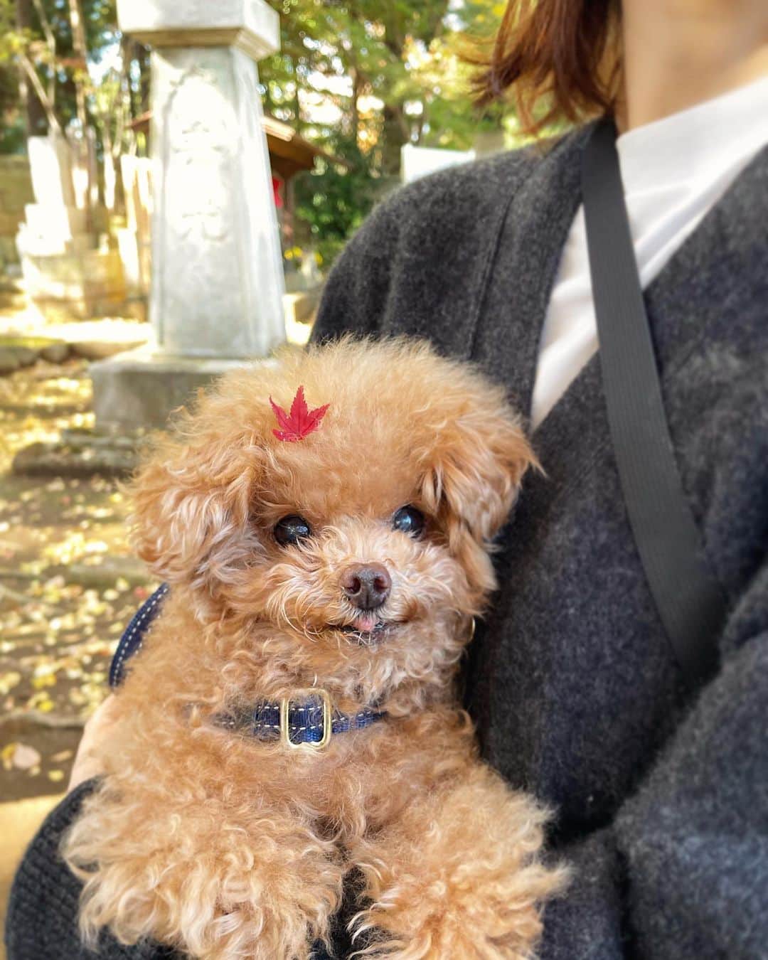ふわさんのインスタグラム写真 - (ふわInstagram)「さ•む•い こたつはじめました。  写真は先日、紅葉を見に行った時の写真です。  #toypoodle#toypoodlegram#dogsofinstagram#instadog#doglife#doglover#cutedog#dog#fuwamama#ふわ#ふわもこのふわ#ってトイプードル#ふわもこ部#犬バカ部#親バカ部#犬のいる暮らし#いぬすたぐらむ#紅葉狩り」11月26日 14時34分 - huwayama