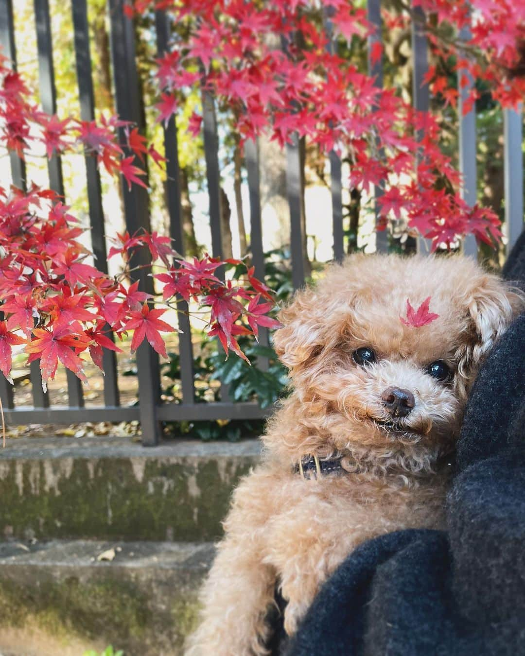 ふわのインスタグラム：「さ•む•い こたつはじめました。  写真は先日、紅葉を見に行った時の写真です。  #toypoodle#toypoodlegram#dogsofinstagram#instadog#doglife#doglover#cutedog#dog#fuwamama#ふわ#ふわもこのふわ#ってトイプードル#ふわもこ部#犬バカ部#親バカ部#犬のいる暮らし#いぬすたぐらむ#紅葉狩り」