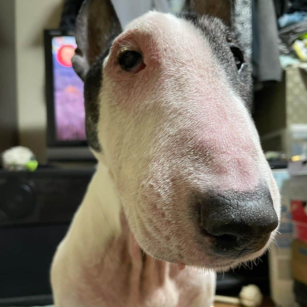 Q太郎さんのインスタグラム写真 - (Q太郎Instagram)「#minituru#bull#terrier#minibullterrier#miniturubullterrier#dog#dogstagram#cute#qtaro#love#family#ミニチュア#ブルテリア#ミニチュアブルテリア#Q太郎」11月26日 14時50分 - qtaro.jun