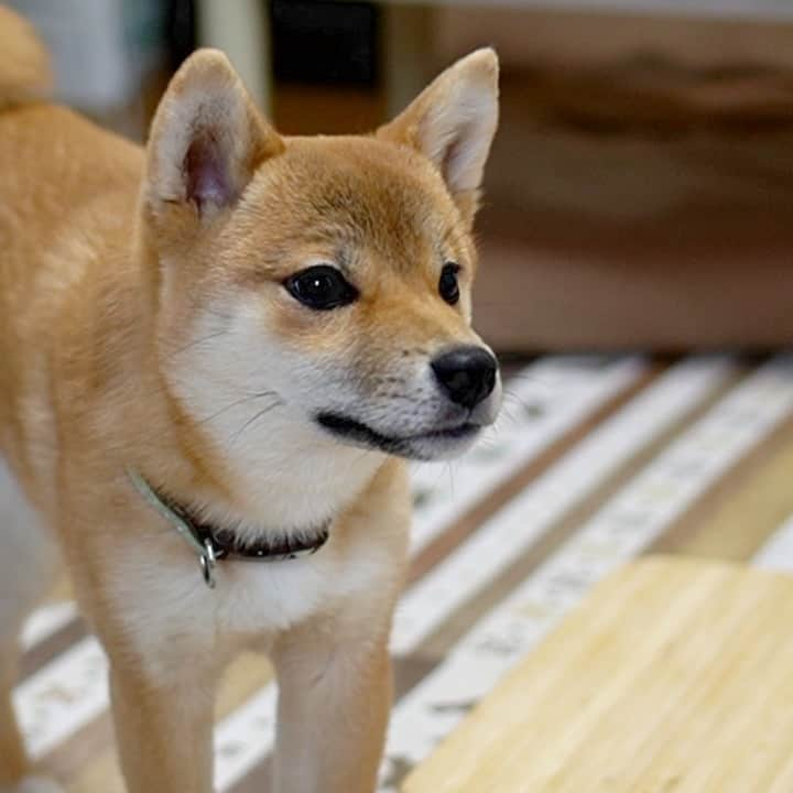 柴犬小春さんのインスタグラム写真 - (柴犬小春Instagram)「こいつ、動くぞ！  初めて小夏が米袋レインコートを着た時の写真です。 生後半年くらいです。 硬直して拒否されたらダメだなーと思いつつ外に出たらトコトコ歩き出して。 カサカサ音を立てて歩くコシヒカリに笑いを堪えて散歩したのを思い出しますw SDGs? #柴犬 #米袋 #レインコート」11月26日 15時02分 - kohachannel