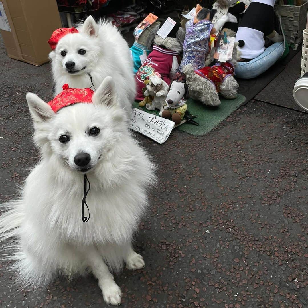 Mart（マート）編集部さんのインスタグラム写真 - (Mart（マート）編集部Instagram)「@mart.magagine ☜ときめく週末お役立ち情報　  犬と行く中華街！　日本スピッツの保護犬と一緒に暮らすライター湊谷が、犬とのお出かけ、イベント情報、保護犬のことなどを発信します。  さて、横浜中華街はペットと入れるレストランが増えていると聞いて行ってみました。 お店は市場通りにある「蓮香園 新館」。今回は予約しましたが、平日なら時期によるかもですが、予約しないでも大丈夫そう。予約するとコースか単品の注文となります。レストランはグルメサイトで検索すればたくさん出てきますよ。  コース料理は海老のチリソース、酢豚、台湾風小龍包、フカヒレスープなど、本場の台湾料理。犬を迎えてから中華街で食事していなかったので、犬と一緒にお店に入れてとてもうれしく、幸せな気持ちになりました。犬友とわいわいしながらゆっくり食事するのは最高のリフレッシュの時間です。 犬たちはテーブルの下でごろごろ。たまにテーブルから出てきちゃったりしていましたが、だいたいのところ、おりこうさんにくつろいでいました。  市場通りで目に留まった「外丸繊維工業市場通り店」。ペット用のスカジャンやチャイナドレスなどがずらりと並んでいてどれもかわいい。チャイナハットを被せてもらってパチリ。  その後、元町をにぎやかしながら港の見える丘公園までおさんぽ。横浜ベイブリッジを眺め、イングリッシュローズの庭を散策したら、隣接する洋館の「カフェ・ザ・ローズカフェ」へ。こちらテラスはペットOK。バラと公園と犬たちを横目に眺めながら、優雅なティータイムを過ごしました。（ライター／湊谷）  ▶▶▶ぜひ保存&フォローしてくださいね♪▶▶▶ #martmagazine #雑誌mart  #ときめく週末  #家族で過ごす週末 #ペットとお出かけ #日本スピッツ #保護犬 #横浜中華街 #蓮香園新館 #外丸繊維工業 #港の見える丘公園 #カフェザローズ」11月26日 18時00分 - mart.magazine