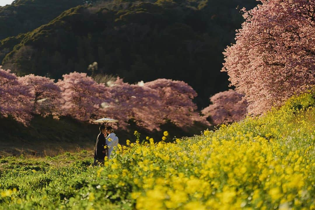 スタジオアクア富士店 のインスタグラム：「. 2024年伊豆での河津桜プラン予約受付中🌸  日が暮れた時間帯も素敵なお写真を残せます！ 都内では見れない絶景スポットでフォトウェディングを残してませんか？  2024年2月1日から予約可能です！  お近くのスタジオアクアへお問い合わせくださいませ！ ご予約お待ちしております！！  @studioaqua_fuji @studiosola_hokkaido @decollte_wedding @decollte_weddingphoto @d_weddingphoto_jp #ブライダルフォト ＃前撮り #ウェディング ＃花嫁diy #プレ花嫁 #結婚式準備 #結婚写真 #チェリフォト #preweddingphoto #2022冬婚 #カップルフォト倶楽部 #何気ない瞬間を残したい #ナチュラルウェディング #mywedding #カップルフォト #結婚」